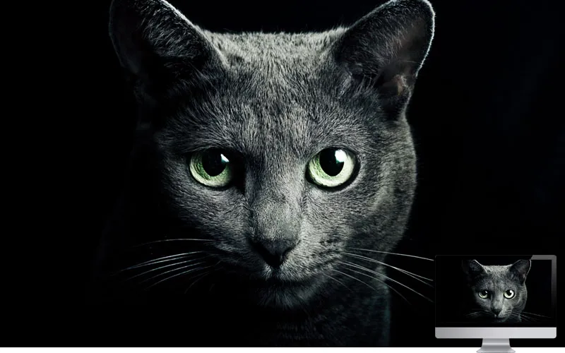 #12. Cat Black Breed Russian Blue Eyes