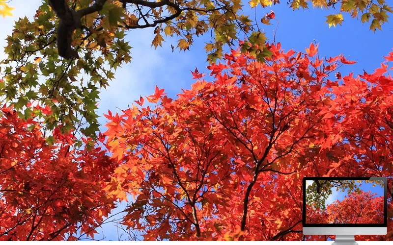 #12 Wallpaper Musim Gugur