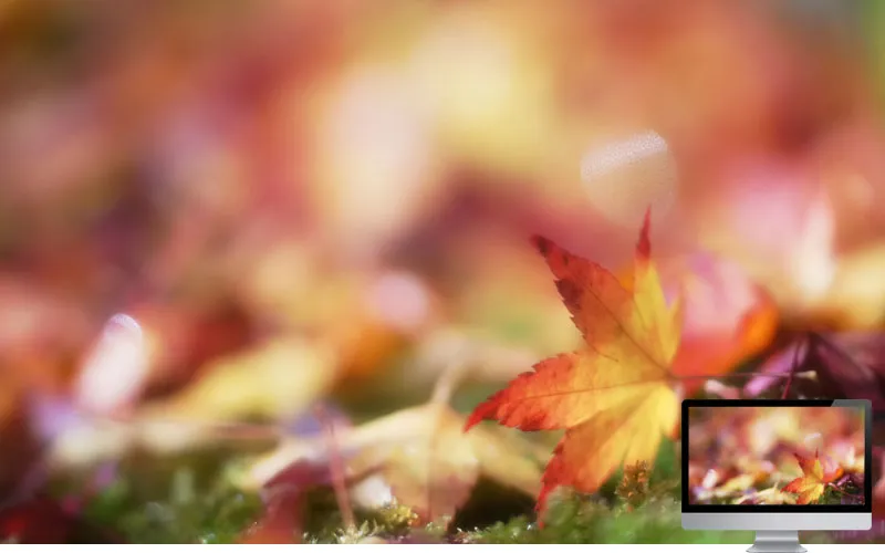 #13 Wallpaper Musim Gugur