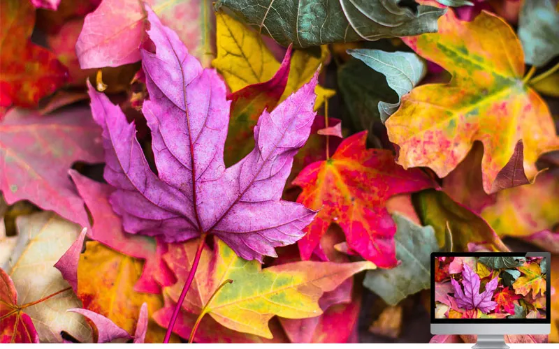 #2 Wallpaper Musim Gugur