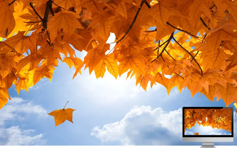 #23 Wallpaper Musim Gugur