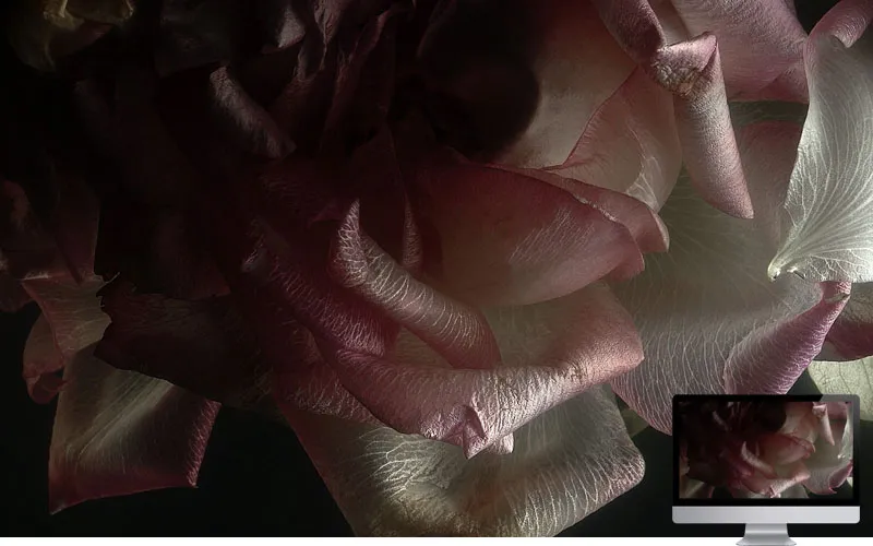 #24. Rose Petals Shadow Light