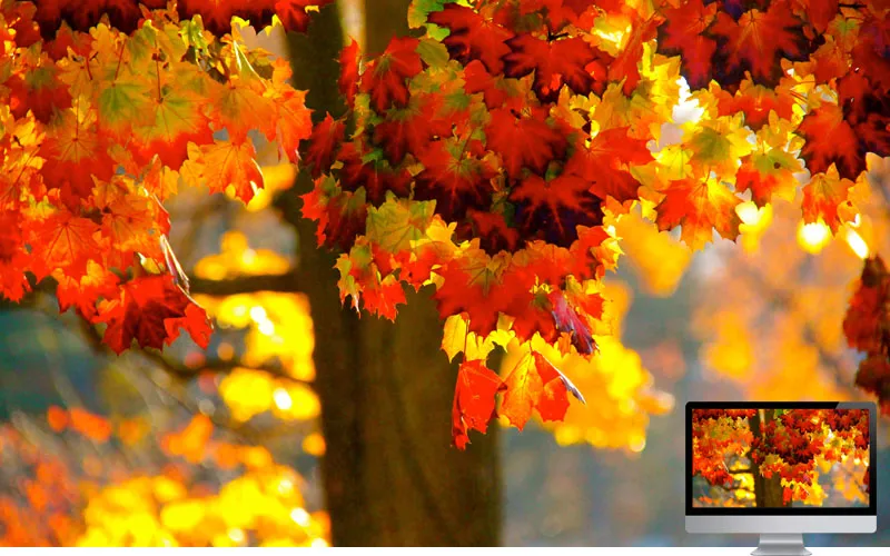 #24 Wallpaper Musim Gugur