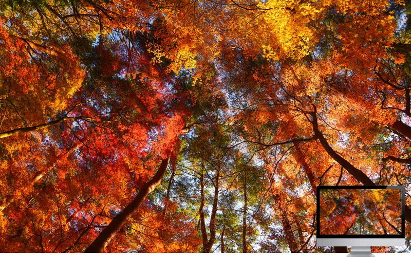 #25 Wallpaper Musim Gugur