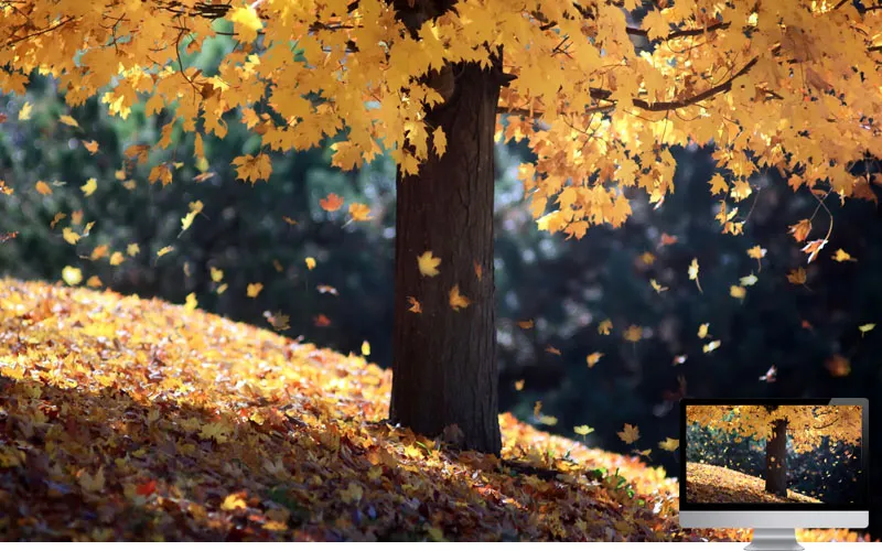 #27 Wallpaper Musim Gugur