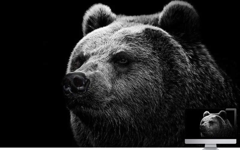 #3. Bear Grizzly Bear Eyes Nose Wallpaper