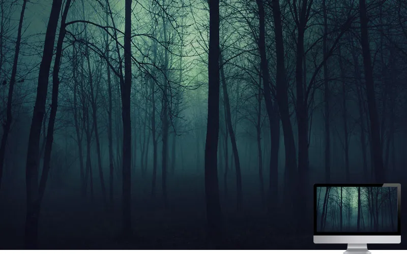 #4. Wood Trees Gloomy Fog Haze Darkness