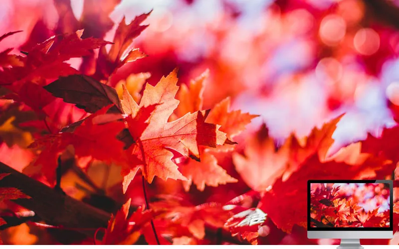 #4 Wallpaper Musim Gugur