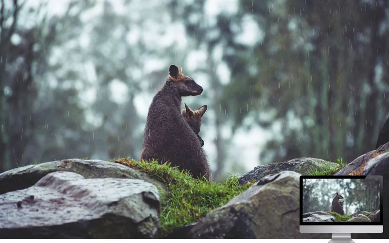 #5. Wallpaper Musim Hujan