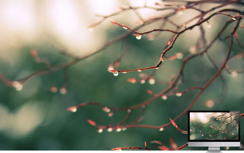 #6. Tetesan Air di Ranting