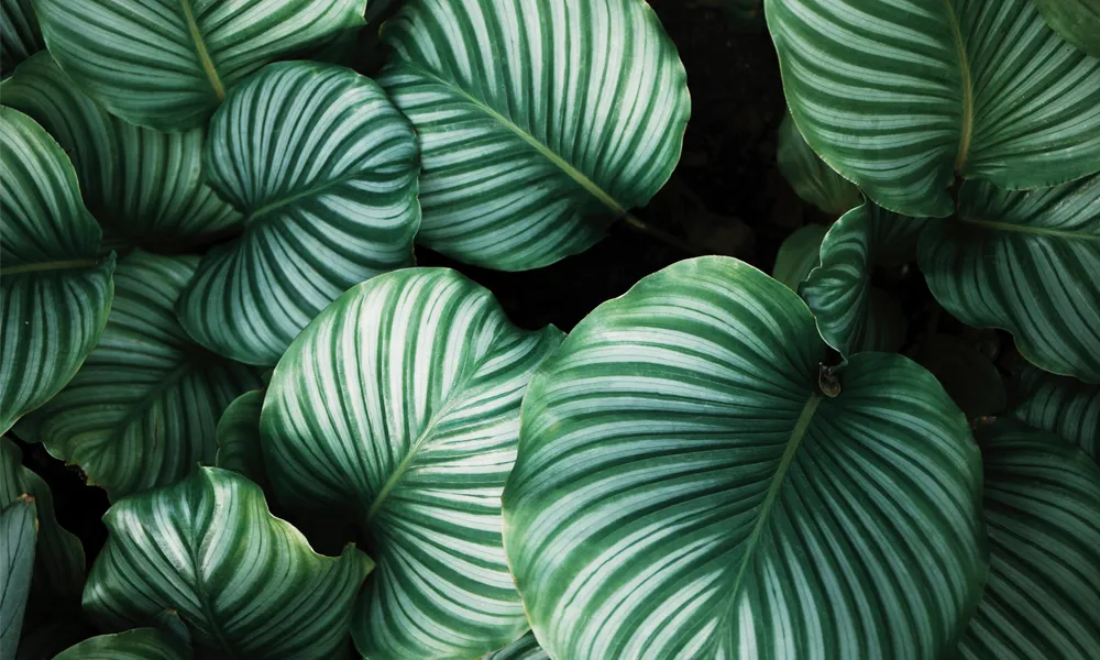 Background Aesthetic HD 10