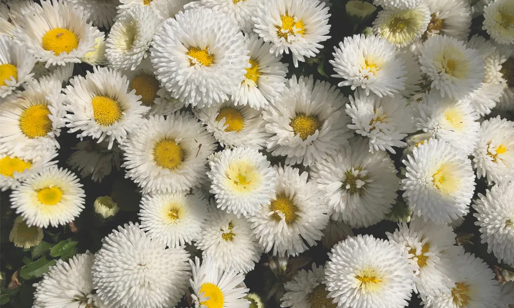 Background Aesthetic HD 5