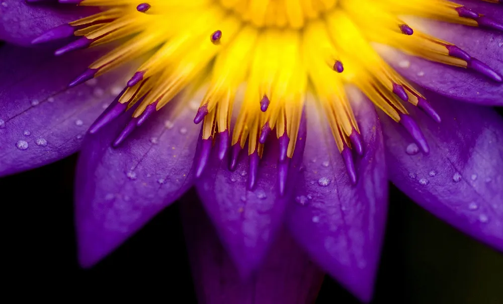 Background Aesthetic HD 8