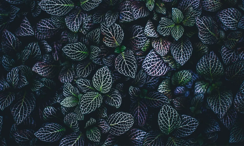 Background Aesthetic HD 9