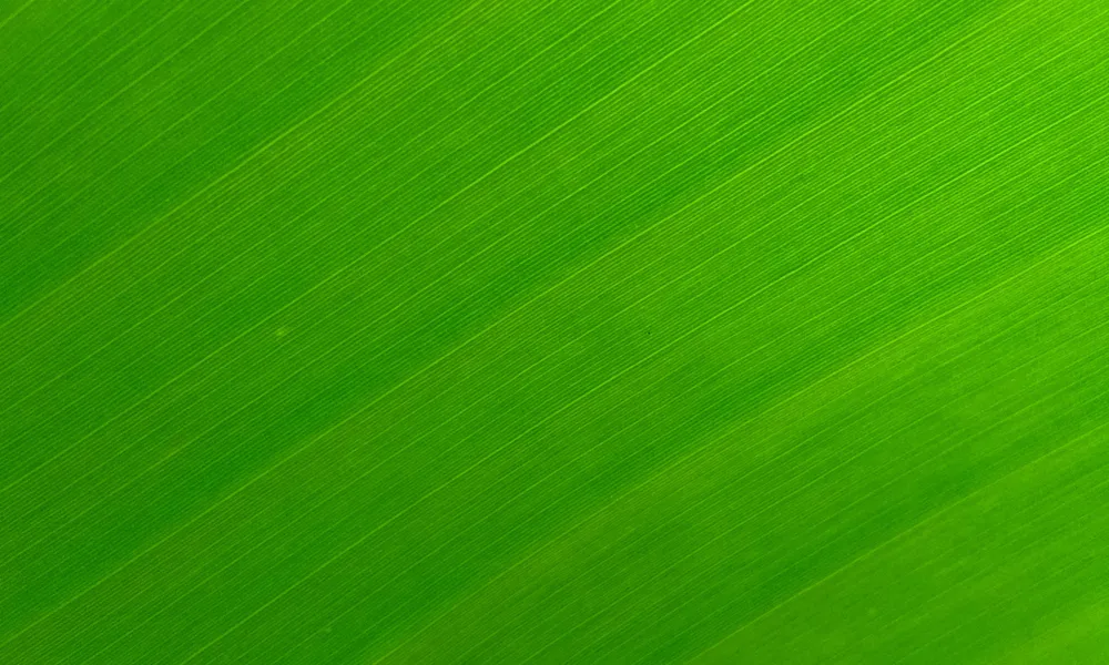 Background Green HD 3