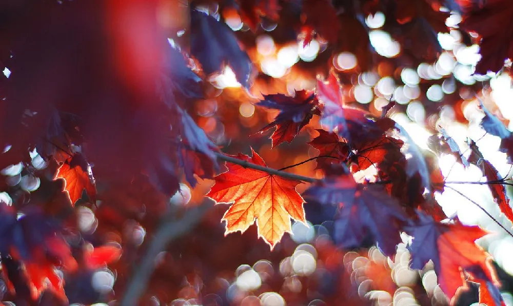 Background Musim Semi 2