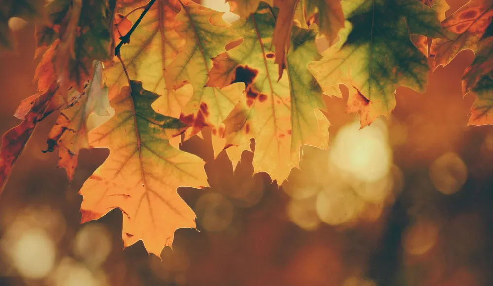 Background Musim Semi 3