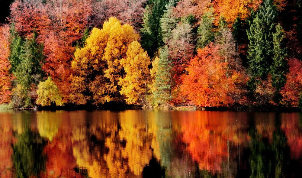 Background Musim Semi 4