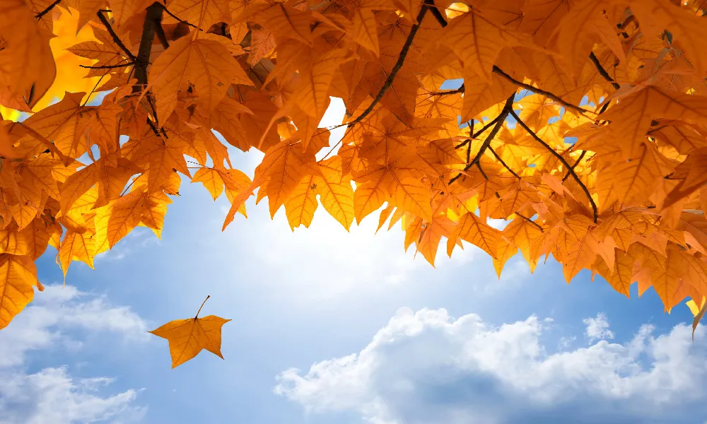 Background Musim Semi 5