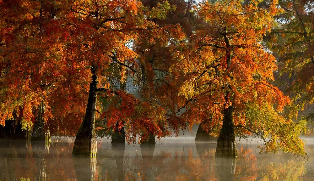 Background Musim Semi 7