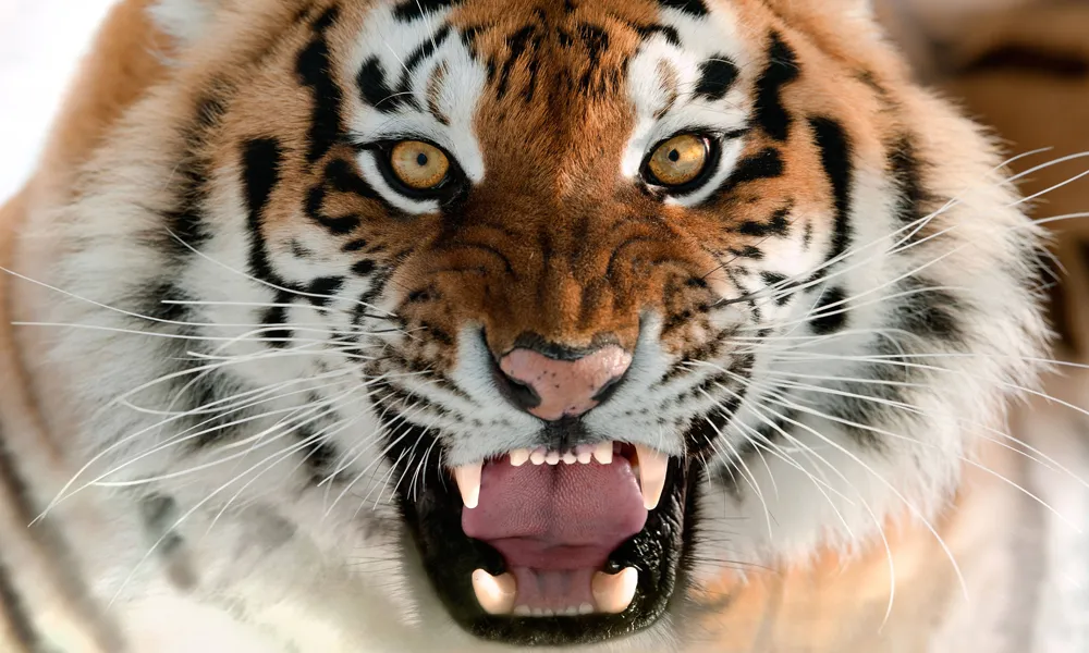 2. Harimau Background HD