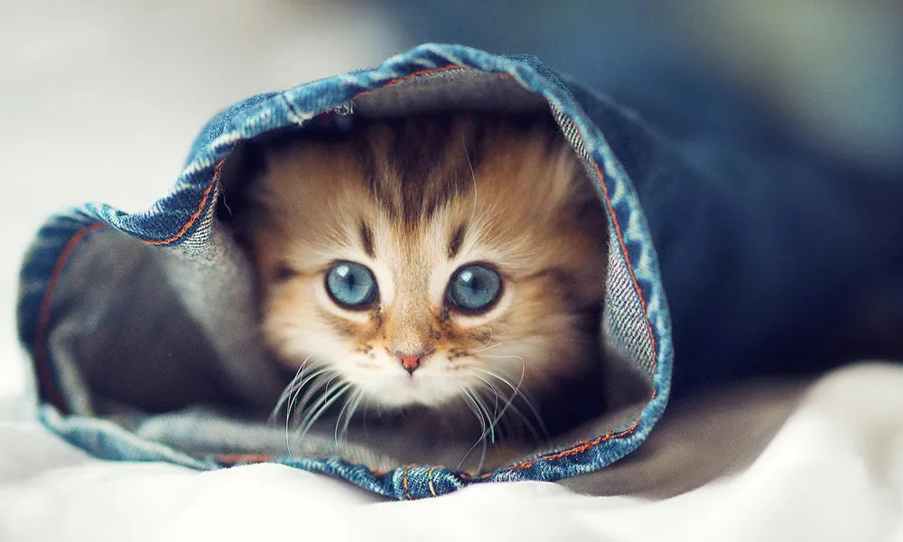 9. Funny Cat Background 4K