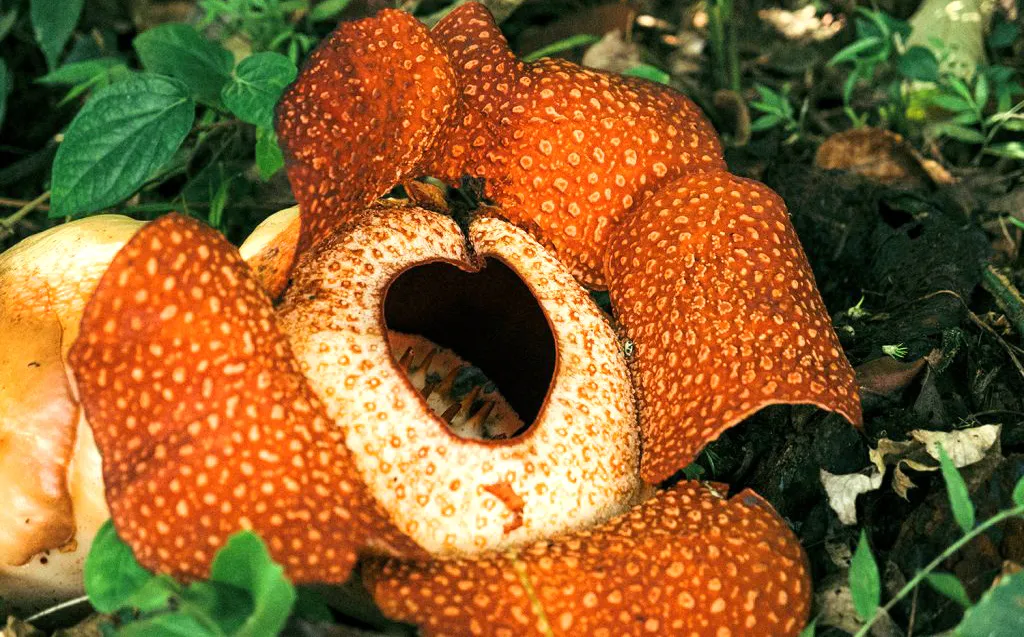 Apa Itu Flora dan Fauna