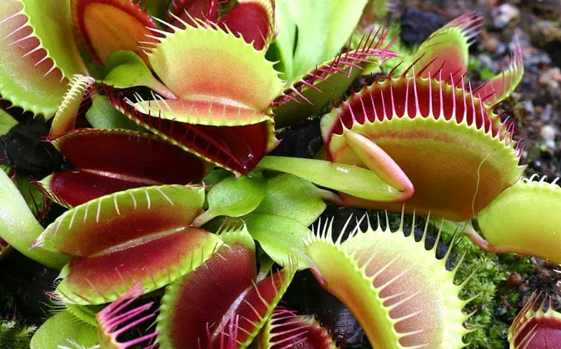 Faktor Persebaran Flora dan Fauna