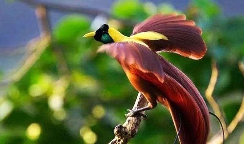 Persebaran Flora Fauna di Indonesia