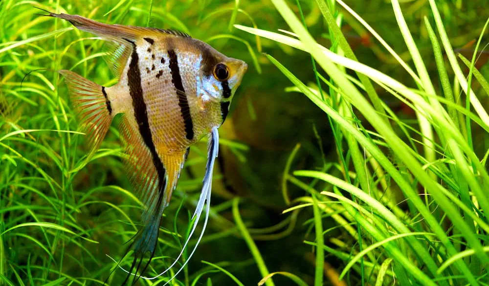 Angelfish