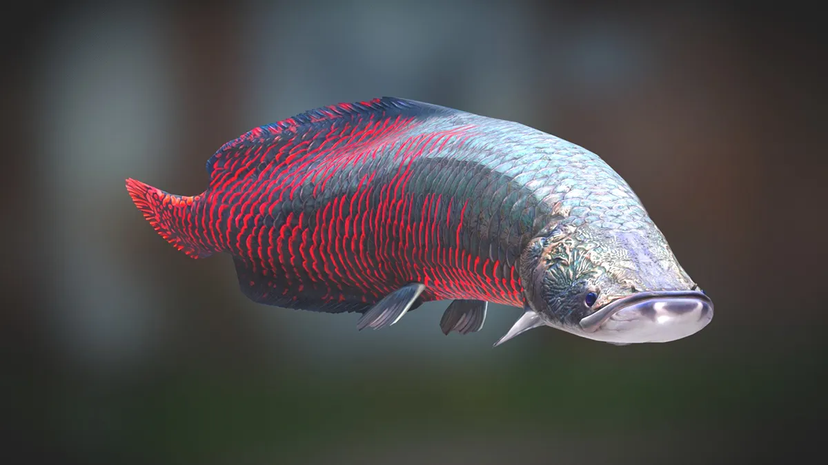 Arapaima