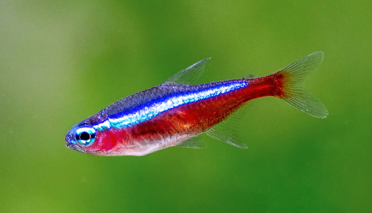 Cardinal Tetra