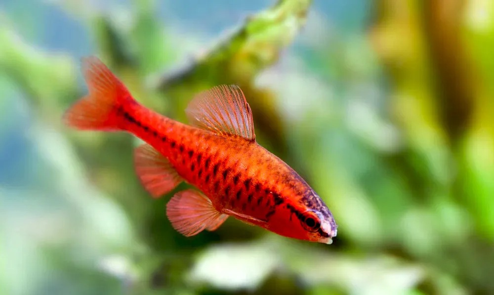 Cherry Barb