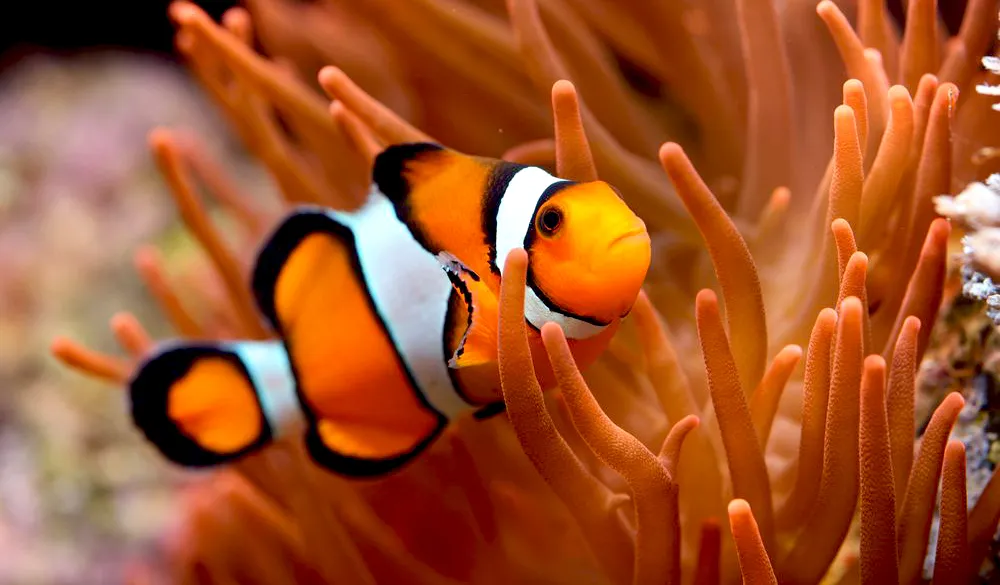 Clownfish