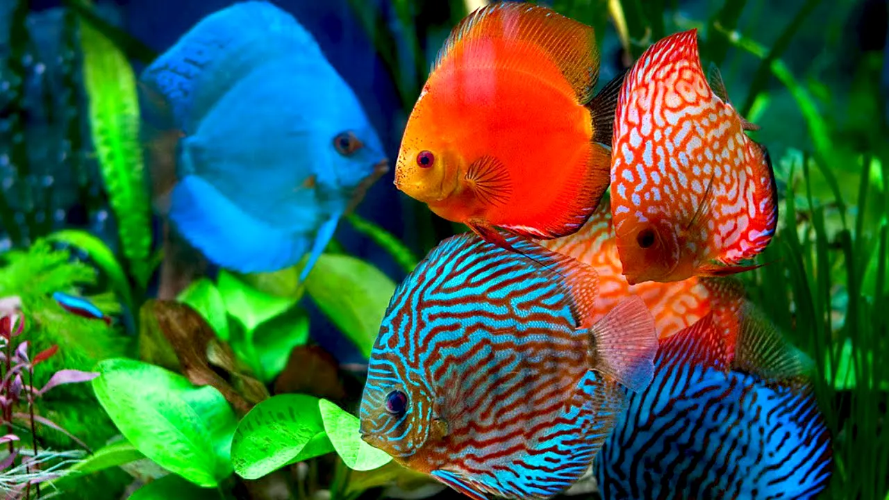 Discus