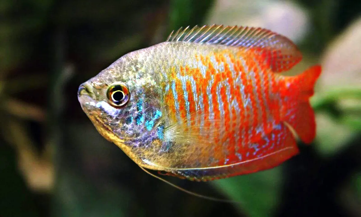 Dwarf Gourami
