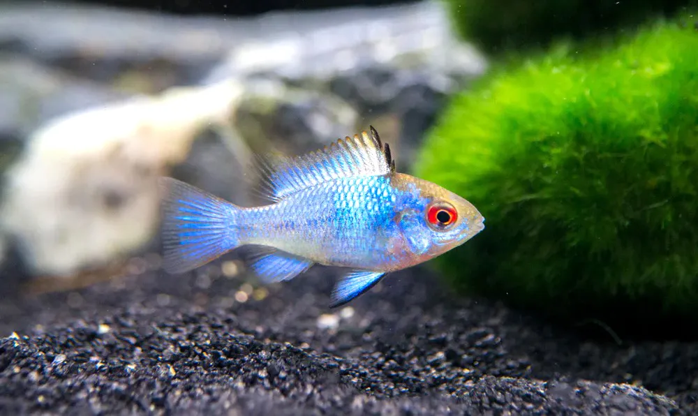 Electric Blue Ram