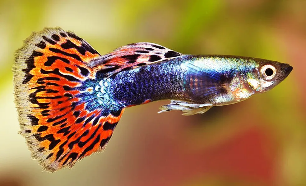 Ikan Guppy