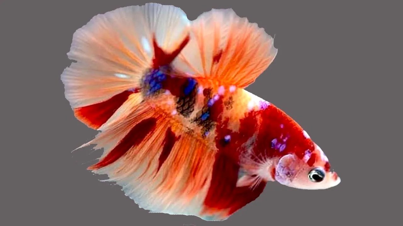 Ikan cupang bi colored