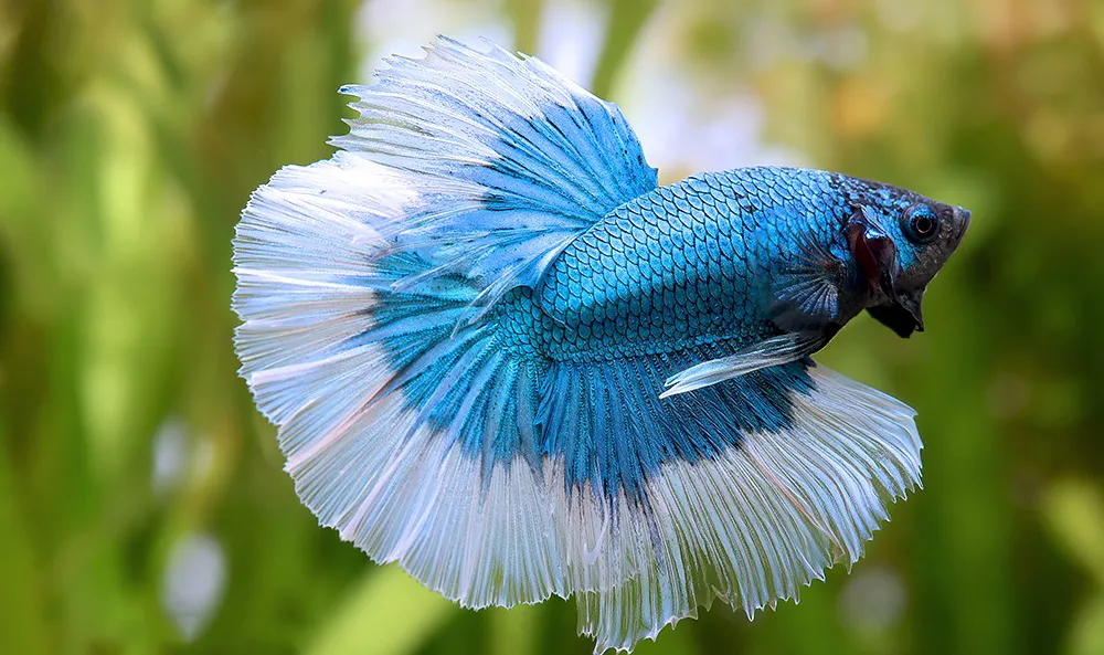 Ikan cupang butterfly