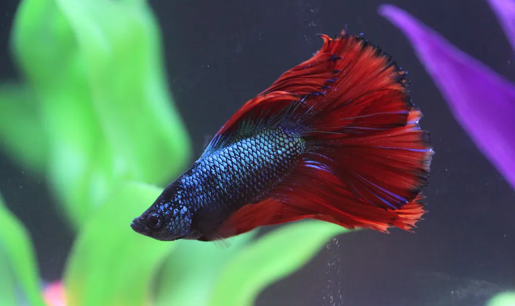 Ikan cupang double tail