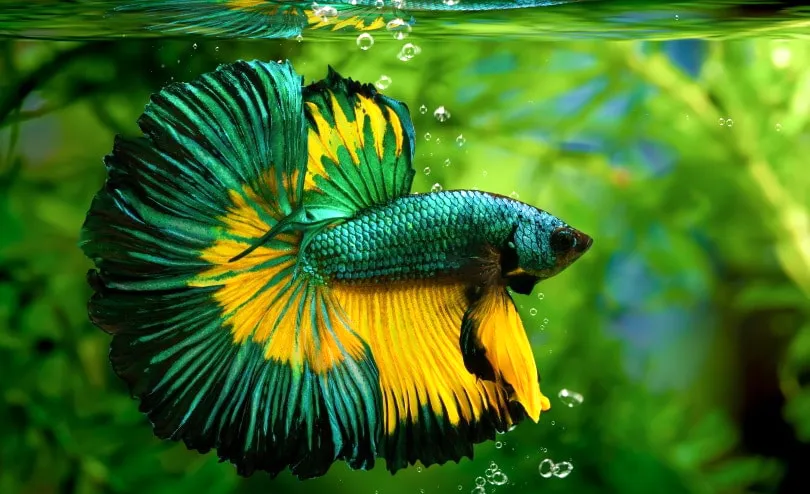 Ikan cupang dragon scale