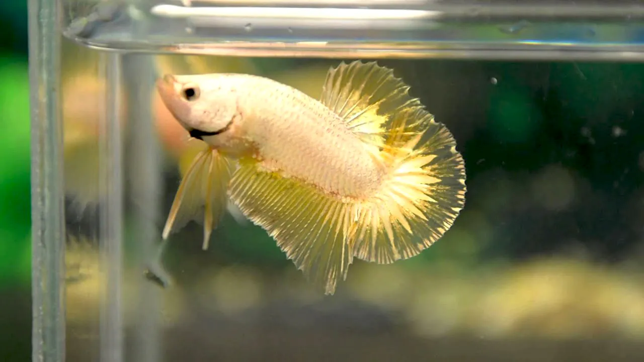 Ikan cupang king of gold dragon