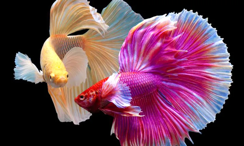 Ikan cupang over halfmoon