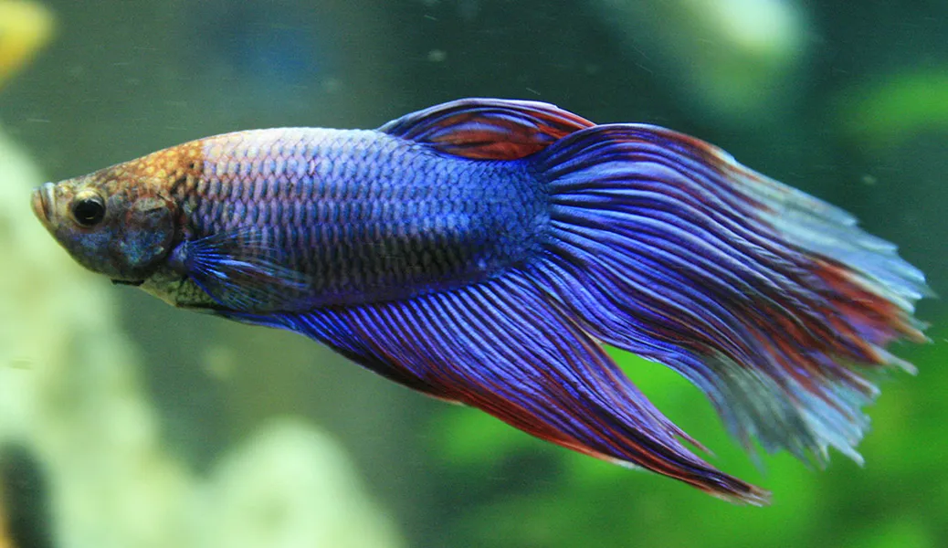 Ikan cupang purple betta