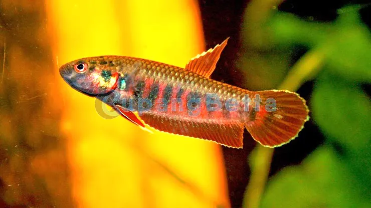 Ikan cupang sawah