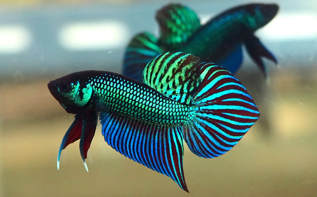 Ikan cupang spade tail