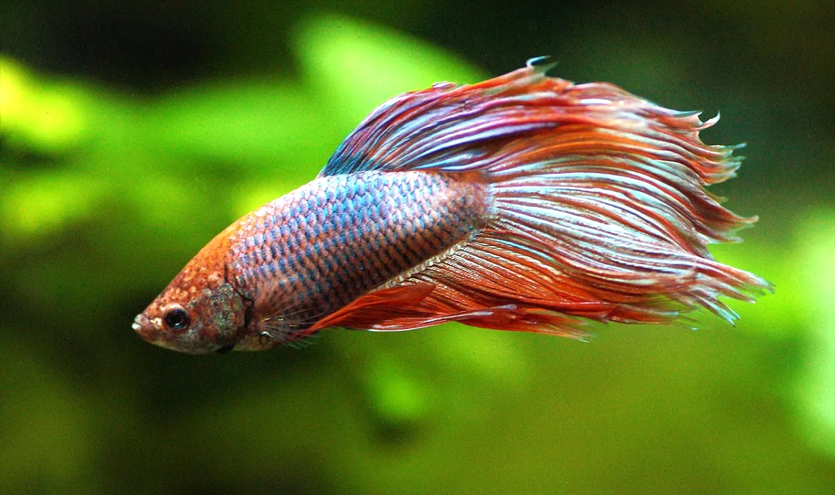 Ikan cupang veil tail