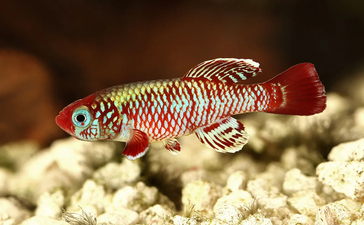 Killifish