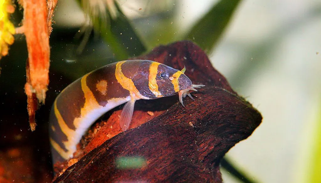 Kuhli Loach